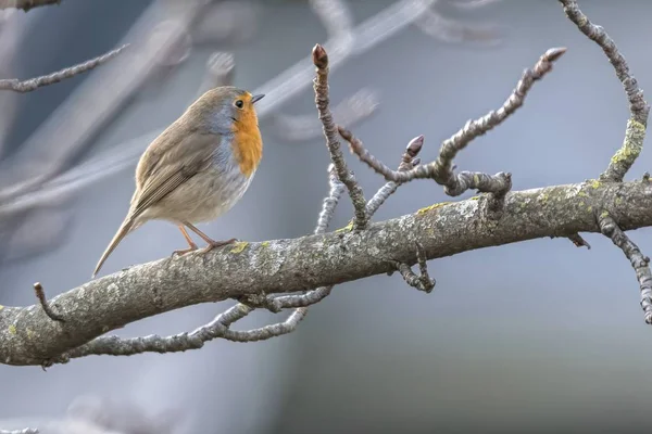 Robin Bird Erithacus Rubecula Парке — стоковое фото