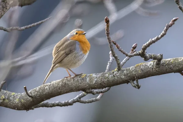 Robin Bird Erithacus Rubecula Park — Stock Photo, Image