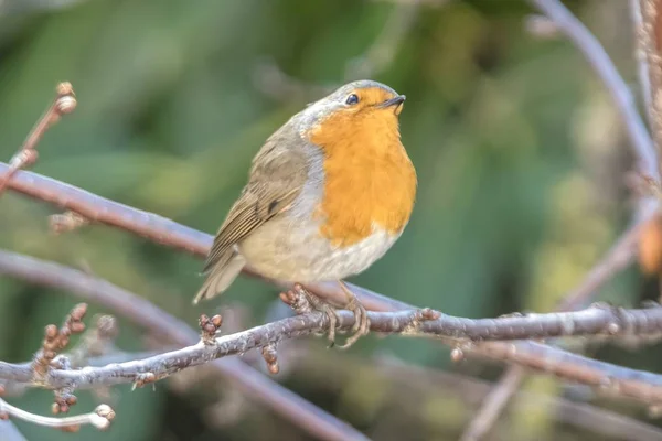 Robin Ptak Erithacus Rubecula Park — Zdjęcie stockowe