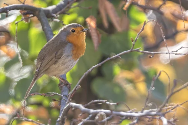 Rotkehlchen Erithacus Rubecula Park — Stockfoto