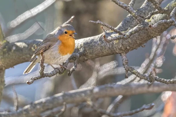 Rotkehlchen Erithacus Rubecula Park — Stockfoto