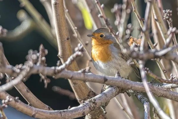 Rotkehlchen Erithacus Rubecula Park — Stockfoto