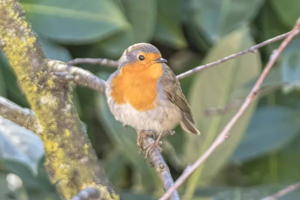 Robin Bird Erithacus Rubecula Parque —  Fotos de Stock