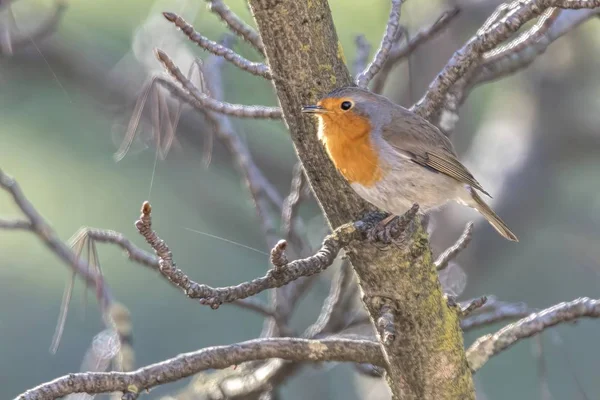 Robin Bird Erithacus Rubecula Park — Stock Photo, Image