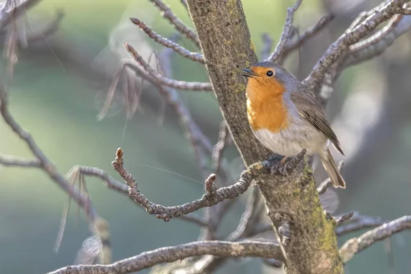 Rotkehlchen Erithacus Rubecula Park — Stockfoto