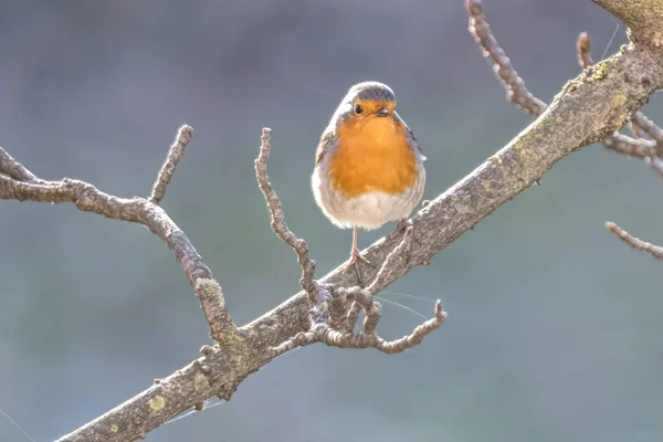 Robin Oiseau Erithacus Rubecula Parc — Photo