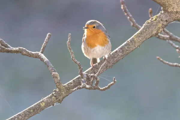 ロビン鳥 Erithacus Rubecula 公園で — ストック写真