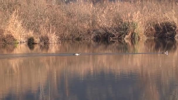 Gran Cresta Grebe Jugando Lago Otoño — Vídeo de stock