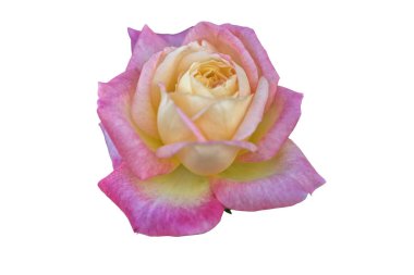 gül hediye ve kartları