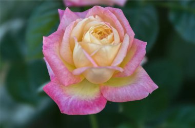 gül hediye ve kartları