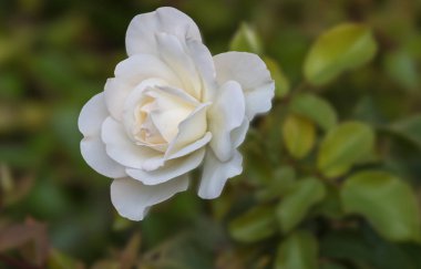 gül hediye ve kartları