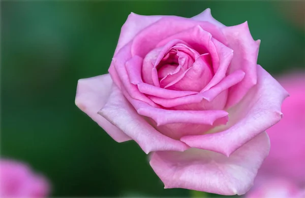 Rosas Para Presentes Cartões — Fotografia de Stock