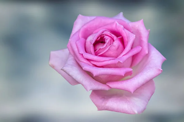 Růže Pro Dar Karty — Stock fotografie