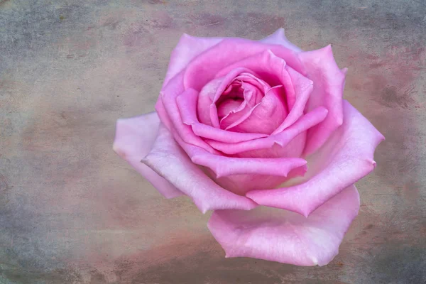 Rosen Für Geschenk Und Karten — Stockfoto