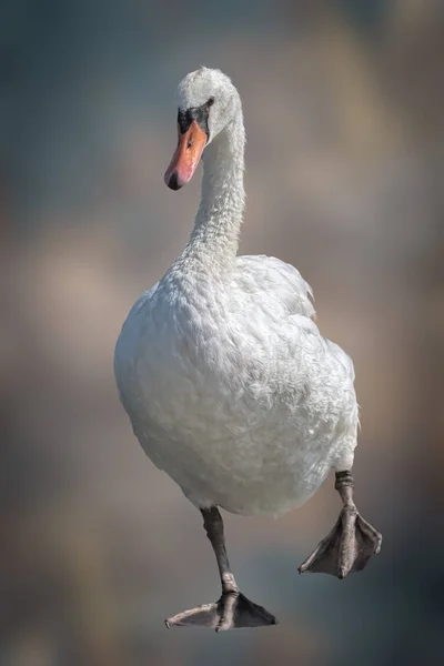 Χαριτωμένο Swan Στο Φόντο — Φωτογραφία Αρχείου