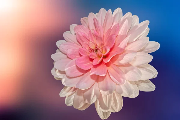 Rosa Dahlia Bokeh — Stockfoto