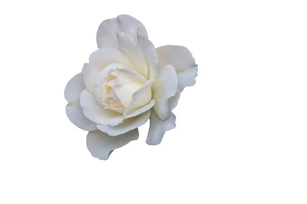 Rosas Isoladas Sobre Fundo Branco — Fotografia de Stock