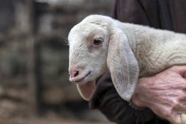 sheperd ile sevimli kuzu