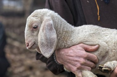 sheperd ile sevimli kuzu