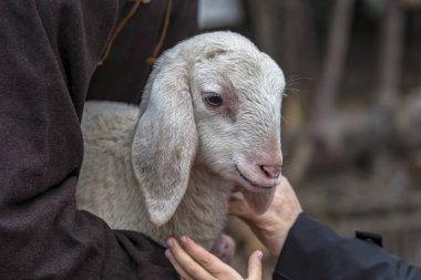 sheperd ile sevimli kuzu