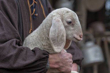 sheperd ile sevimli kuzu