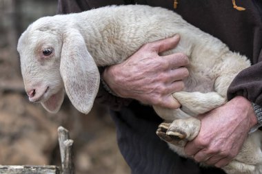 sheperd ile sevimli kuzu