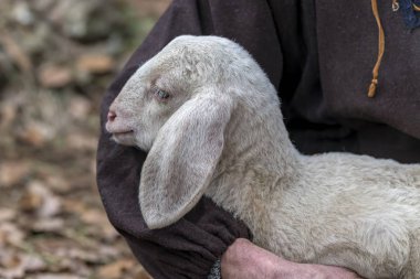 sheperd ile sevimli kuzu