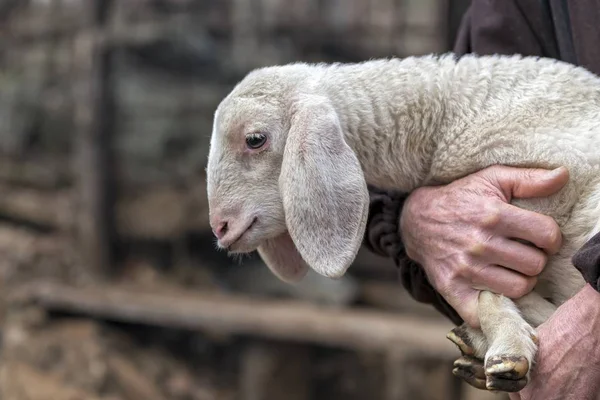 Cute Lamb Sheperd — Stock Photo, Image