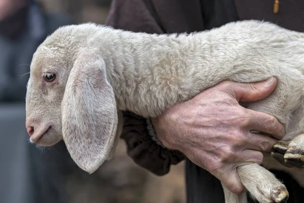 Agnello Carino Con Pecora — Foto Stock