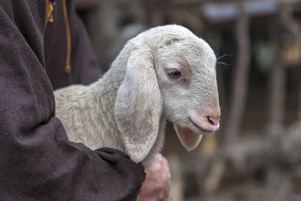 sheperd ile sevimli kuzu