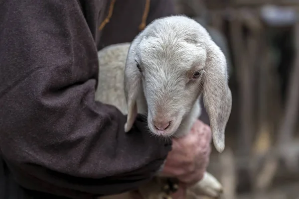 Söta Lamm Med Sheperd — Stockfoto