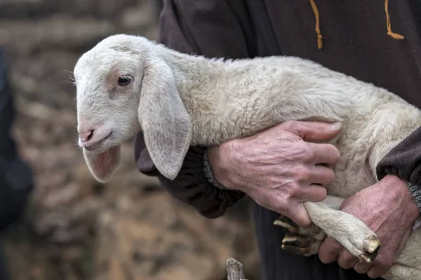 sheperd ile sevimli kuzu