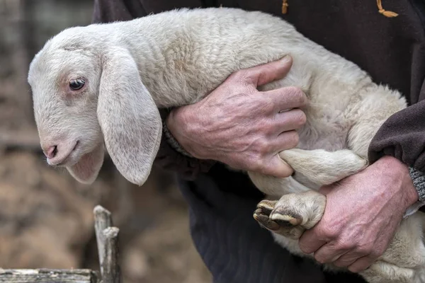 sheperd ile sevimli kuzu