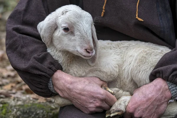 Ładny Baranek Pasterzem — Zdjęcie stockowe