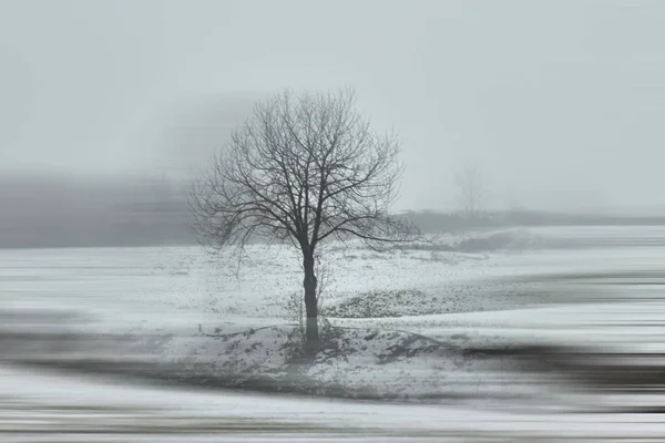 Дерево Сніг Взимку — стокове фото