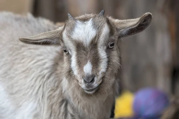 Geit Boerderij — Stockfoto