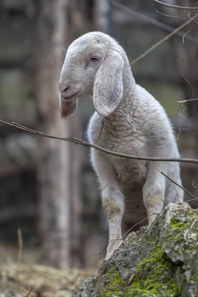 Agnello Nella Fattoria — Foto Stock