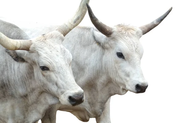 Vaca Sobre Fondo Blanco — Foto de Stock