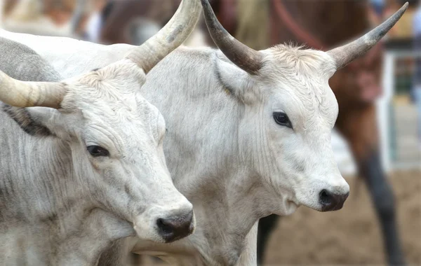 Cow Farm — Stock Photo, Image