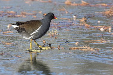 buzlu su birikintisi üzerinde yürüme moorhen ördek
