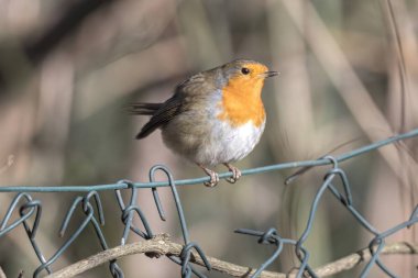 Robin kuş erithacus rubecula Park