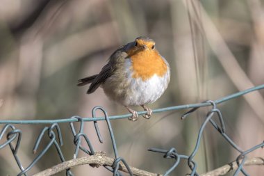 Robin kuş erithacus rubecula Park