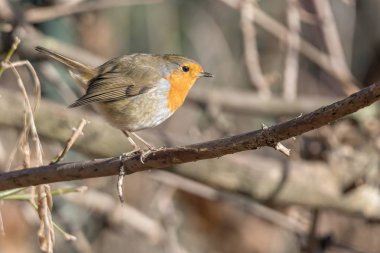 Robin kuş erithacus rubecula Park