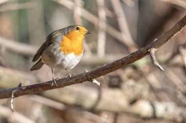 Robin kuş erithacus rubecula Park