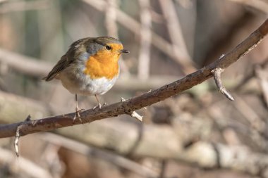Robin kuş erithacus rubecula Park