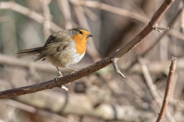 Robin kuş erithacus rubecula Park