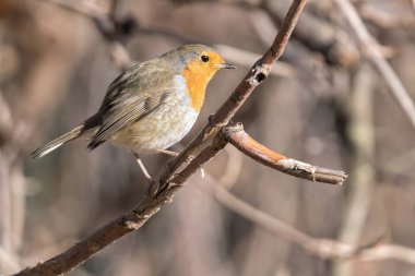Robin kuş erithacus rubecula Park