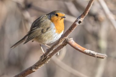 Robin kuş erithacus rubecula Park
