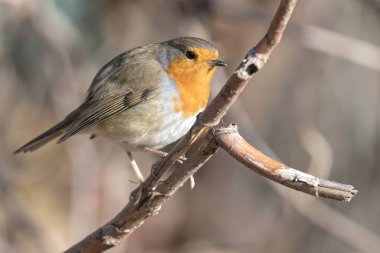 Robin kuş erithacus rubecula Park
