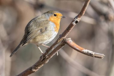 Robin kuş erithacus rubecula Park
